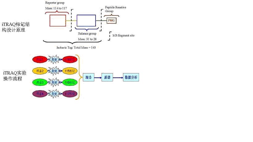 iTRAQ实验技术服务