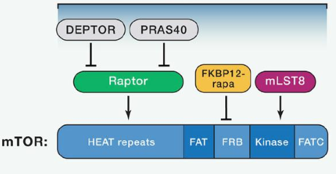 mTORC1由mTOR、Raptor和mLST8以及非核心组件PRAS40和Deptor组成