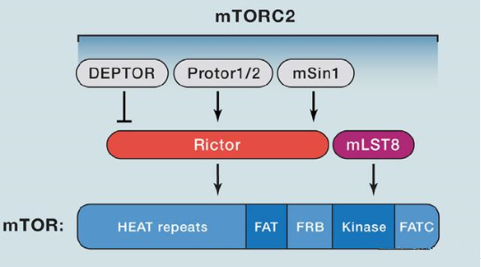 mTORC2的组成蛋白主要有Rictor、mSin1、mSLT8和Protor等