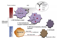 浅析：ADC药物的抗癌之路