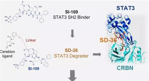 结构优化得到的SH2结合分子SI-109与CRBN结合，得到SD-36