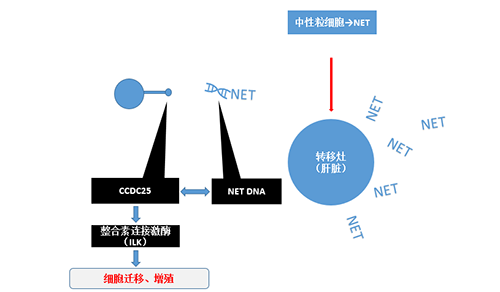 除了单纯的捕获，NET DNA与CCDC-25的结合还增强了癌细胞的侵袭行为，促进了癌症的肝转移。