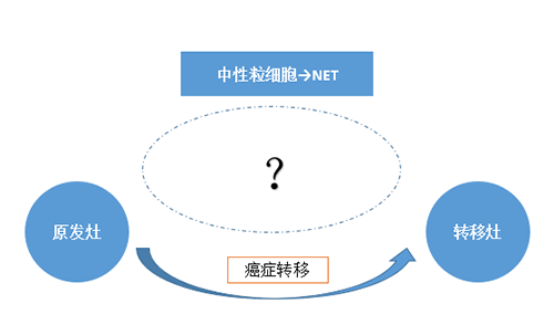 NET可能会通过某些方式“捕获”或“唤醒”癌细胞，从而造成癌细胞的迁移。