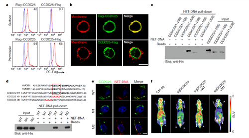 NET  DNA并非随机捕获癌细胞，而是与癌细胞的CCDC-25产生了特异性结合