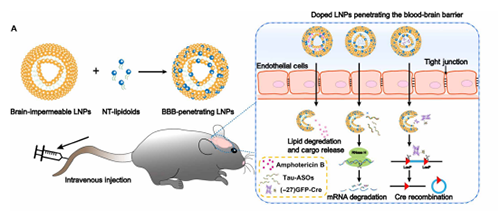 将神经递质与LNP掺杂，获得拥有穿透BBB能力的载体。