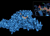 Science重磅！一种“分子剪刀”如何成为COVID-19药物的重要靶标？