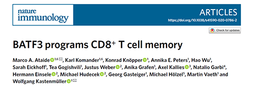 Nature：BATF3改善T细胞记忆应答，有望改善免疫疗法的疗效