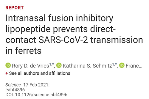 Science速递|鼻喷雾剂可阻止新冠肺炎传播，在雪貂实验中已初获成效
