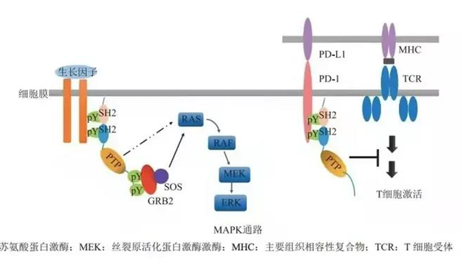 晚期恶性肿瘤患者的福音，SHP2变构抑制剂RG001片获批临床.png