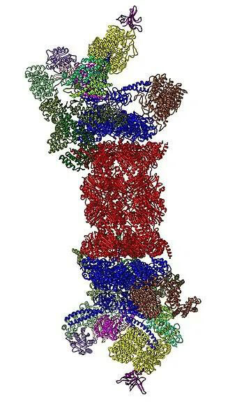 26S蛋白酶体结构（来源：Wikipedia）.jpg