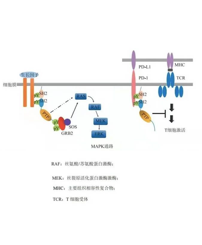 尊龙凯时 - 人生就是搏!助力凌达生物SHP2变构抑制剂RG001片获批临床.jpg