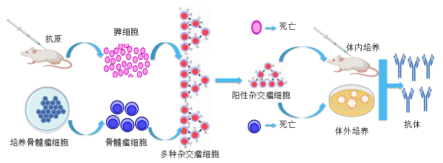 尊龙凯时 - 人生就是搏!抗体开发平台.png