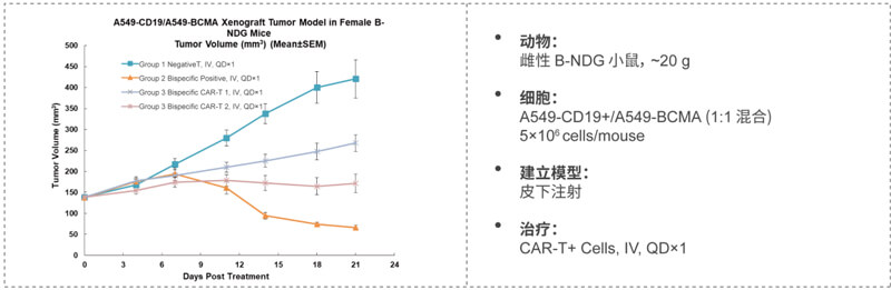 双特异性CAR-T药效研究：CD19-BCMA.jpg