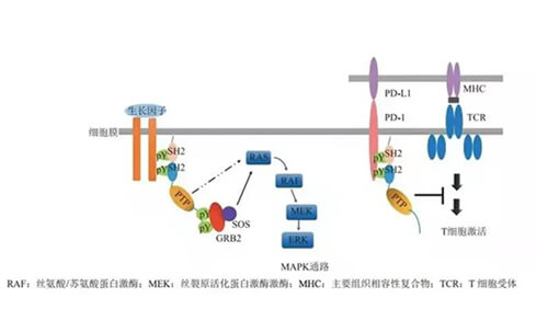 尊龙凯时 - 人生就是搏!助力凌达生物SHP2变构抑制剂RG001片获批临床.jpg