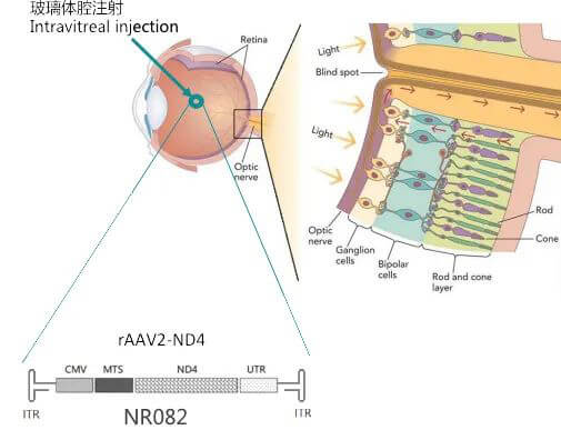 8-图片来自：纽福斯生物.jpg