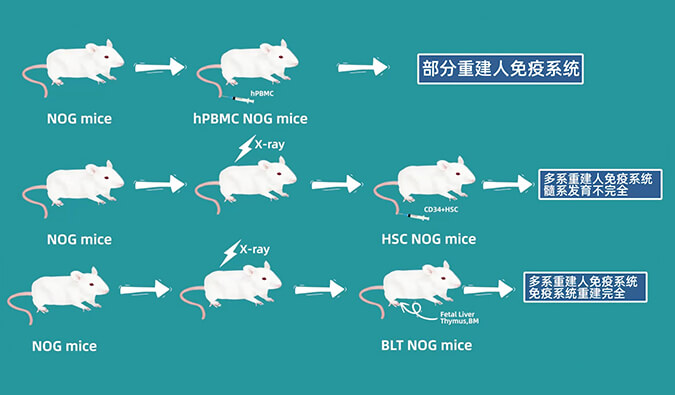 评价肿瘤药物的动物药效模型，你选对了吗.jpg