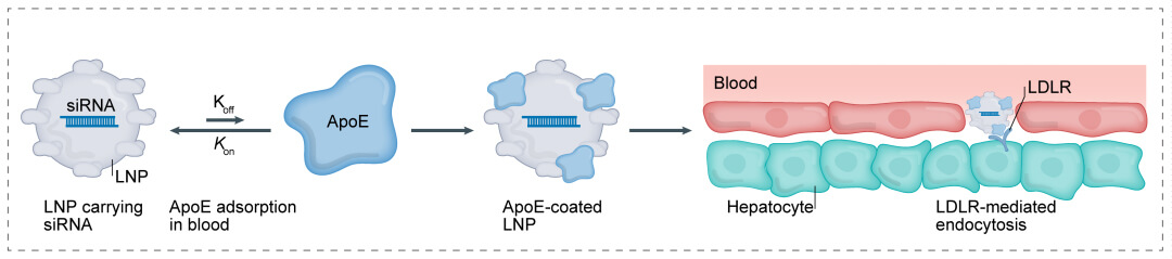 第一代：LNP+小核酸-→肝脏.jpg