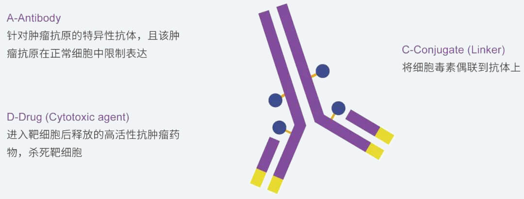 尊龙凯时 - 人生就是搏!抗体药物偶联物（ADC）研发服务平台.jpg