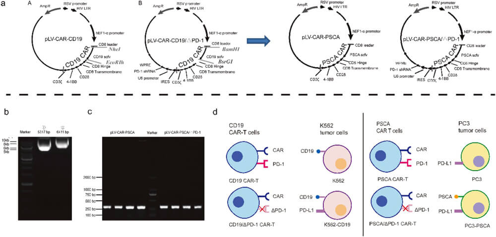 12-The-plasmids-sequenced-were-fully-identified-by-Medicilon-1.jpg