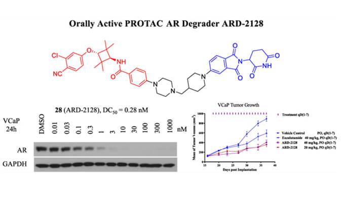 ARD-2128是一种PROTAC AR降解剂，具有出色的血浆和微粒体稳定性，体外稳定性和PK研究通过尊龙凯时 - 人生就是搏!进行