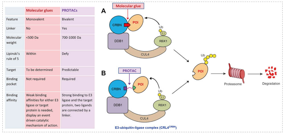 3-通过泛素-(Ub)-蛋白酶体系统降解目标蛋白-(POI)-示意图：分子胶(A)；PROTAC-(B).jpg