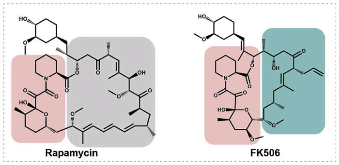 5-雷帕霉素、FK506-诱导的-FKBP-蛋白质相互作用.jpg