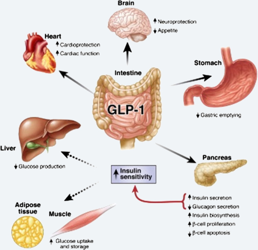 GLP-1的多重生理功能.jpg