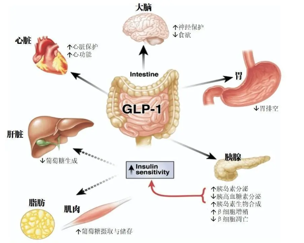 时代变了！GLP-1让打针吃药也能减肥成为现实