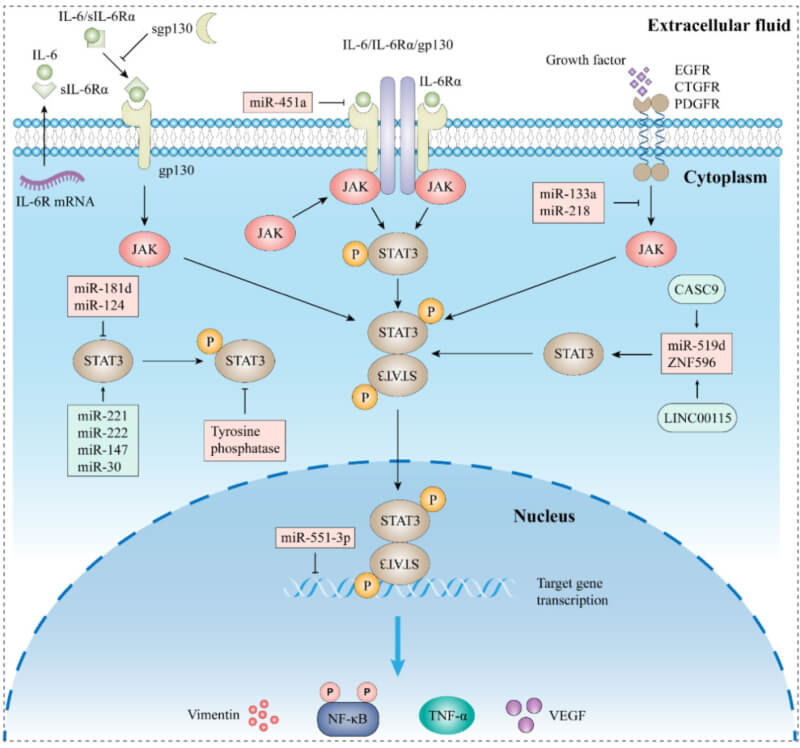 STAT3_IL-6 JAK STAT3 signaling pathway.jpg