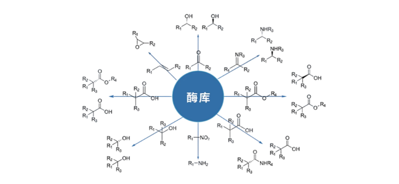 酶库.jpg