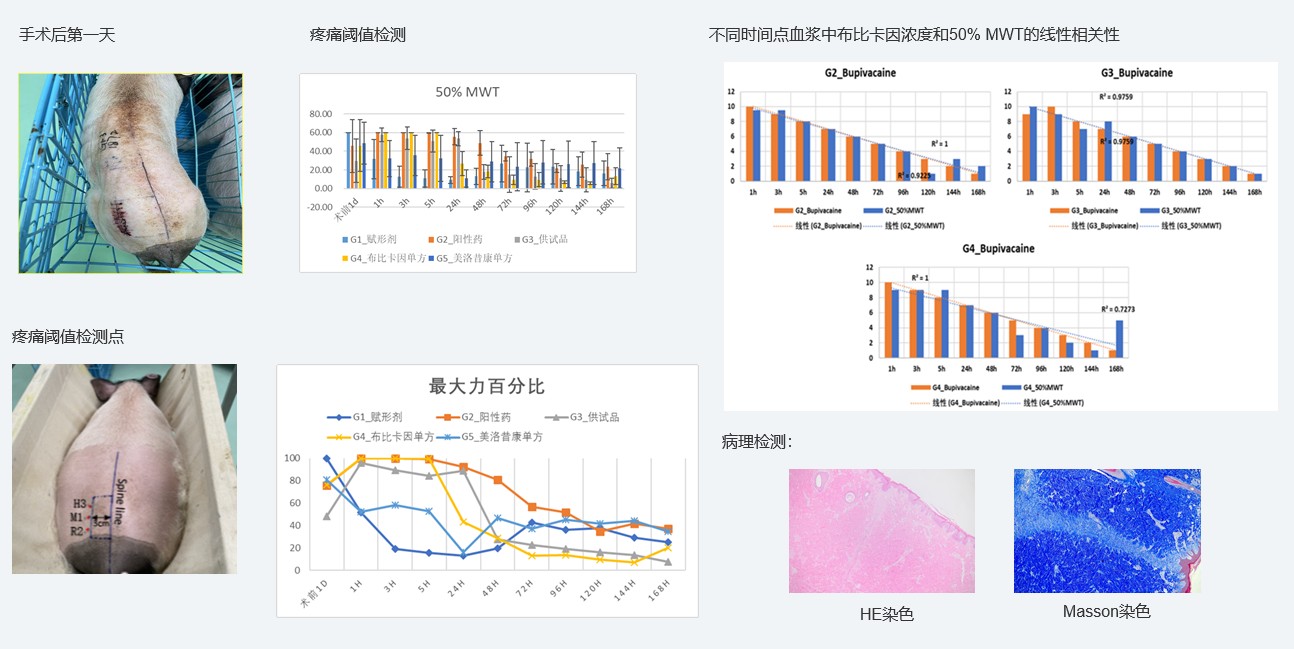 案例1：复方制剂对巴马小型猪术后急性疼痛模型的镇痛试验.jpg