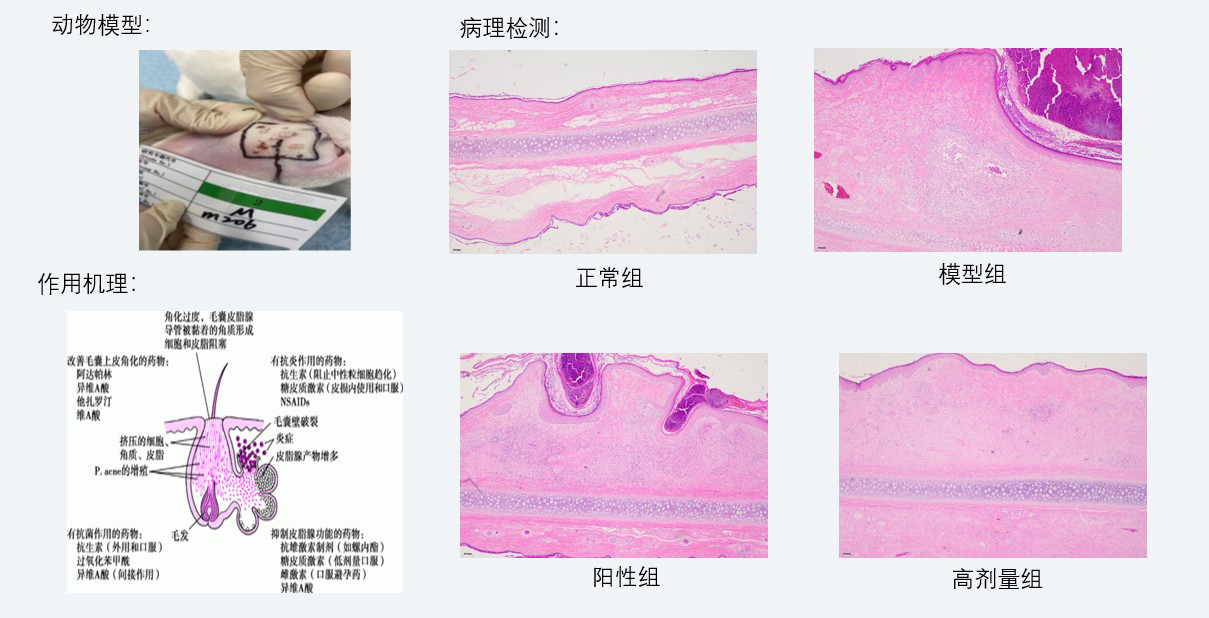 案例3：新西兰兔痤疮药效研究.jpg